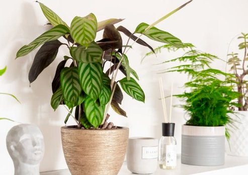 نحوه مراقبت و نگهداری از گیاه آپارتمانی کالاتیا گورخری