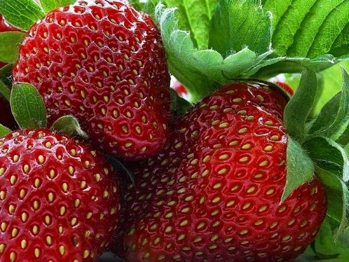 توت فرنگی از پیشرفت سرطان سینه پیشگیری می کند