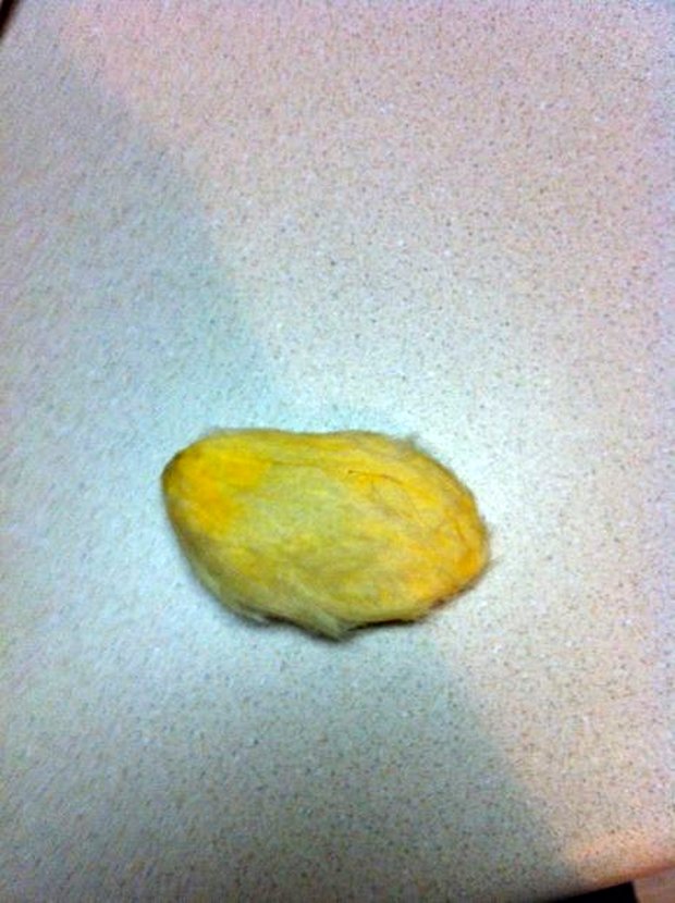 آموزش گام‌به‌گام کاشت هسته انبه در گلدان | با ساده‌ترین روش