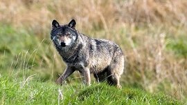 محیط زیست بازیچه دست صنعت