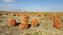 پیاز پیش می تازد