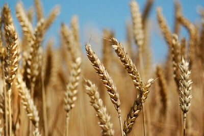 به شوشتر زدند گردن مسگری     