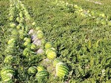 اصحاب کهف همچنان در خواب  