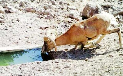 نذری برای طبیعت