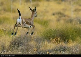 صدور احکام قضائی فرهنگ‌ساز برای ۴ شکارچی متخلف در استان اصفهان