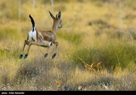صدور احکام قضائی فرهنگ‌ساز برای ۴ شکارچی متخلف در استان اصفهان
