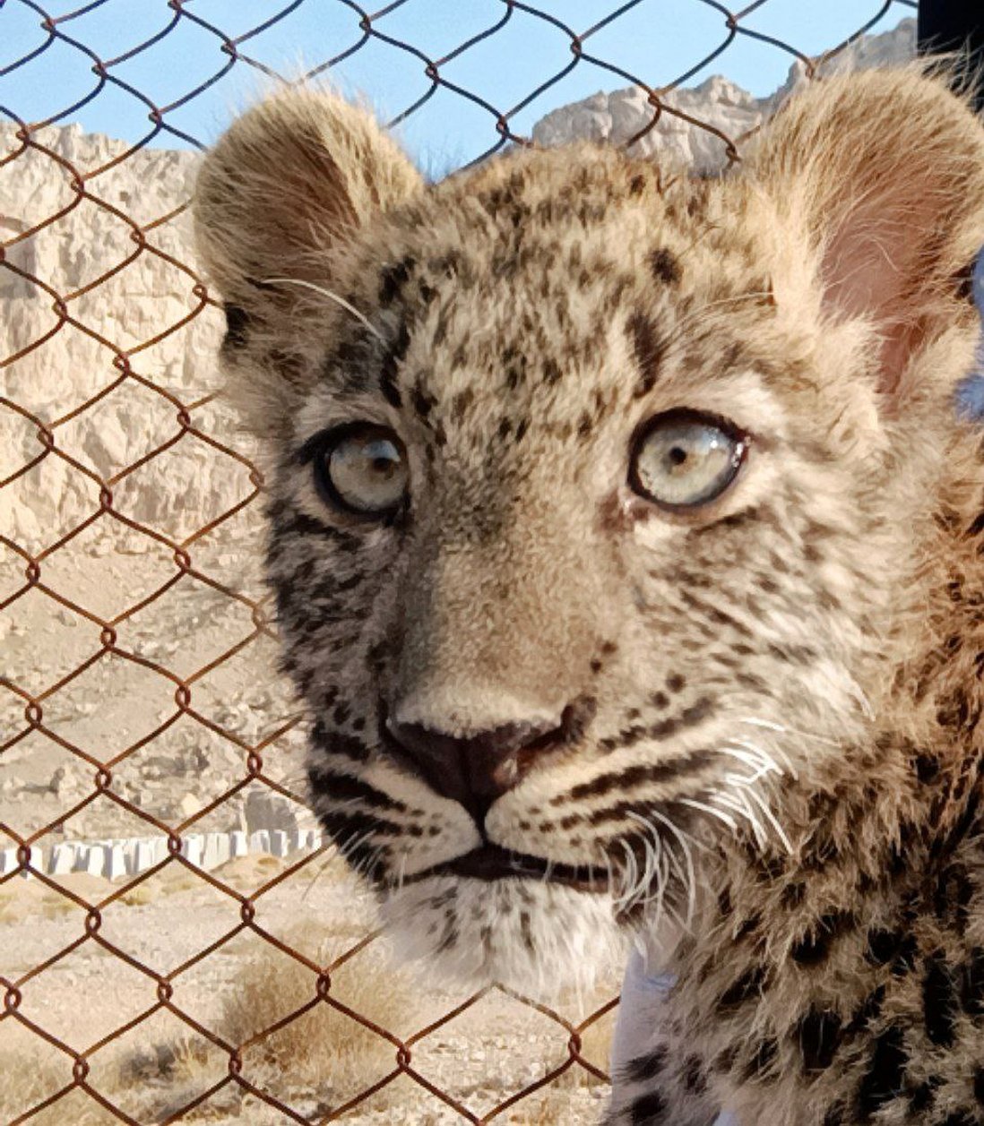 «هیراد»  پس از بازپروری، رهاسازی می‌شود