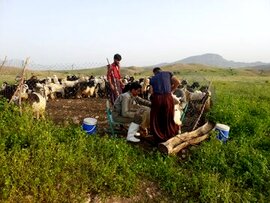 اجرای طرح ملی واکسیناسیون رایگان طیور بومی در خمینی‌شهر