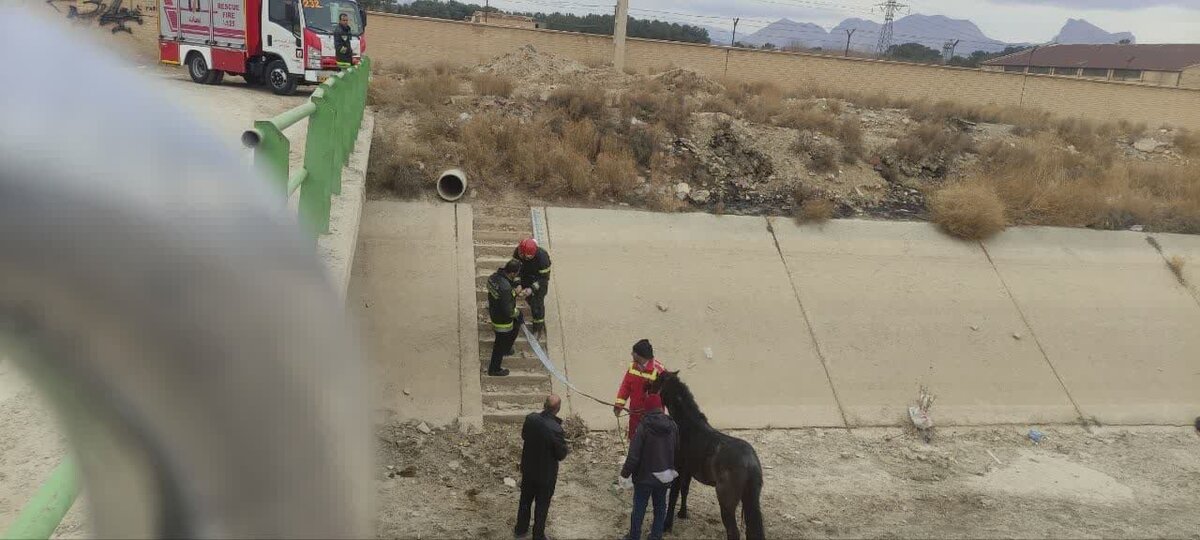 نجات اسب از کانال آب خشک دنارت