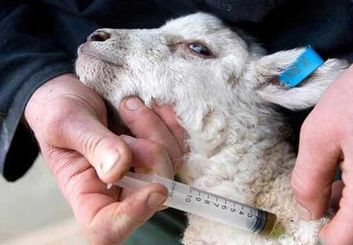 جهش خیره‌کننده ایمن‌سازی سرمایه‌های دامی در اصفهان؛ تزریق بیش از ۱۰ میلیون دوز واکسن در ۱۰ ماه