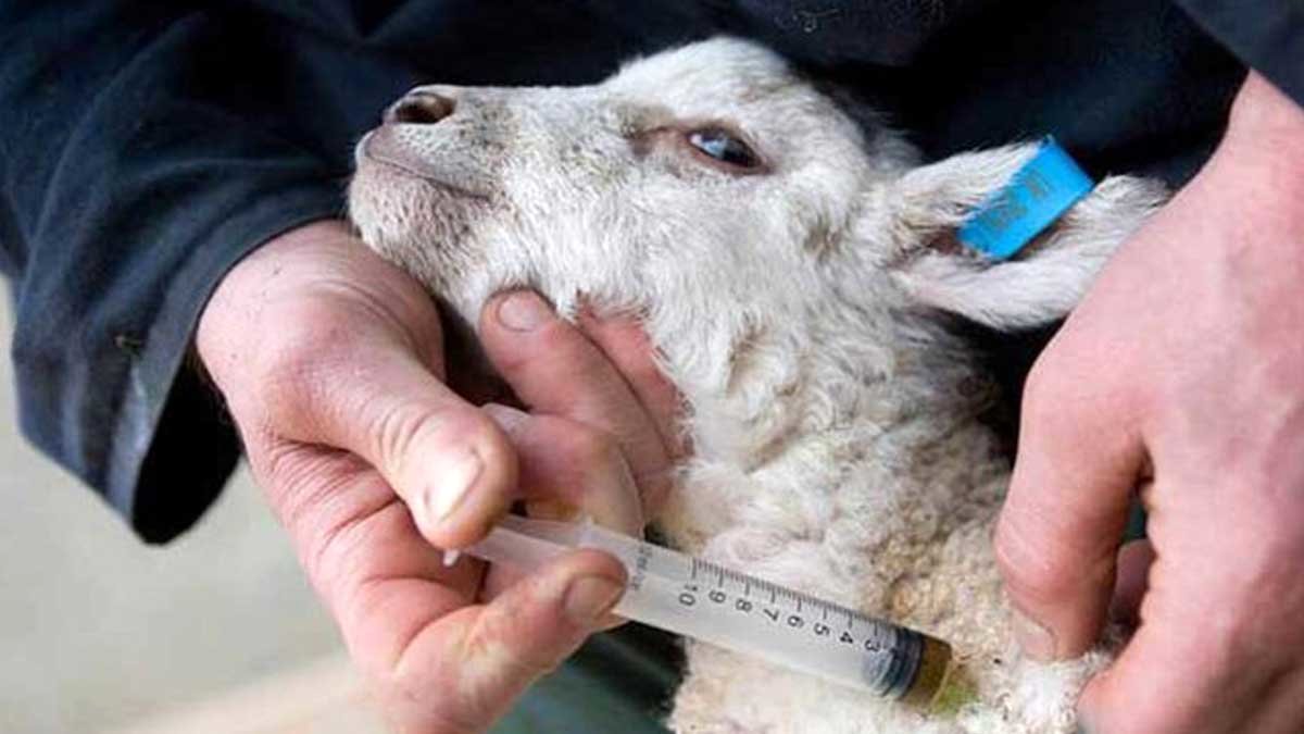 جهش خیره‌کننده ایمن‌سازی سرمایه‌های دامی در اصفهان؛ تزریق بیش از ۱۰ میلیون دوز واکسن در ۱۰ ماه