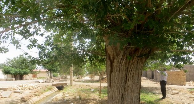 درخت کهنسال سردار" در نطنز، در فهرست آثار طبیعی ملی ایران ثبت شد؛ گامی در حفاظت از میراث زیستی اصفهان