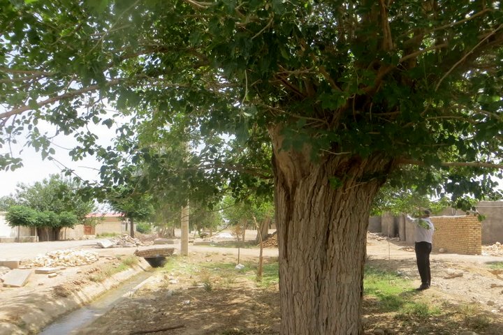 درخت کهنسال سردار" در نطنز، در فهرست آثار طبیعی ملی ایران ثبت شد؛ گامی در حفاظت از میراث زیستی اصفهان