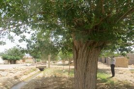درخت کهنسال سردار