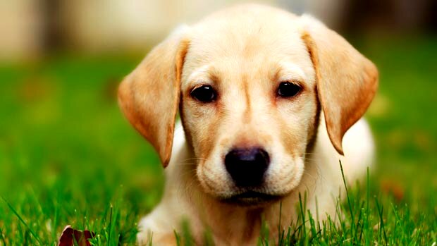 تعبیر خواب سگ از دید معبران اسلامی و روانشناسی | سگ سیاه، سفید، گاز گرفتن و حمله در خواب چه معنایی دارد؟
