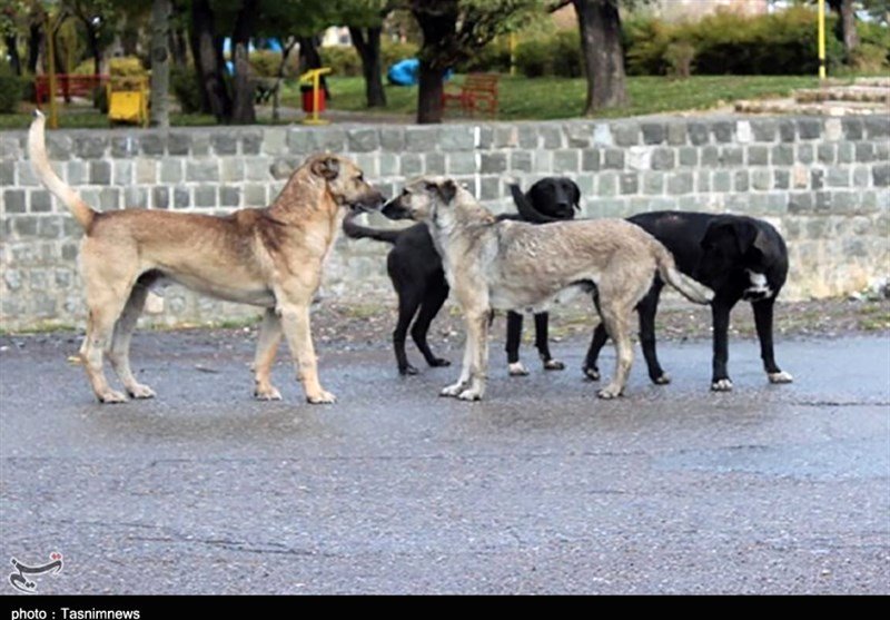 از گسترش بیماری هاری در اصفهان چه می‌دانیم؟