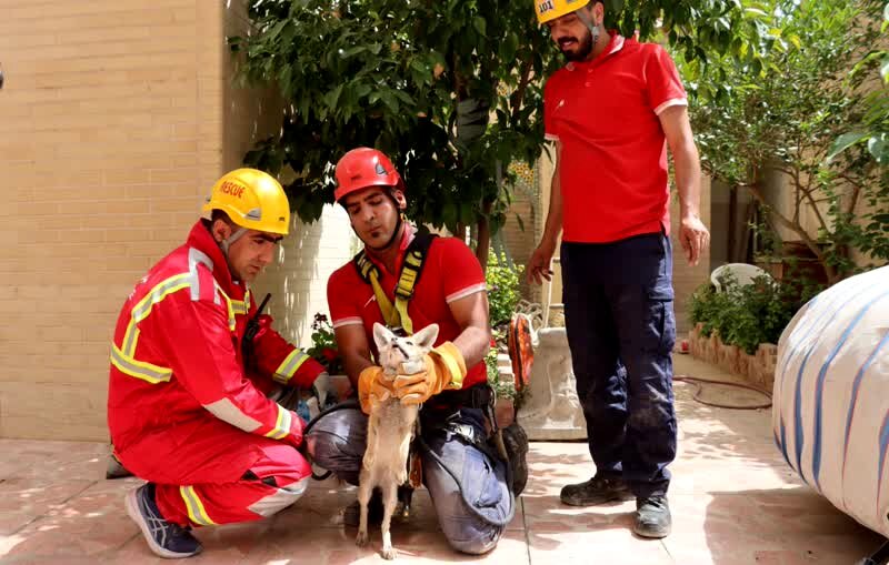 نجات 2 روباه در خیابان چهارباغ پایین 
