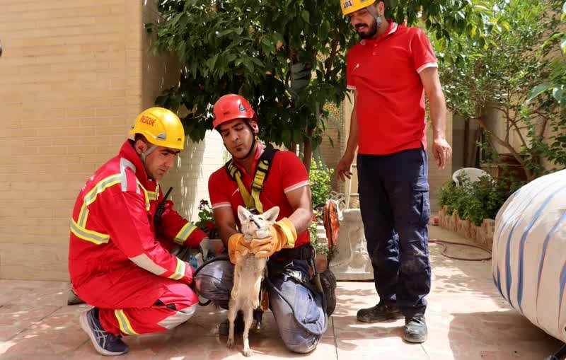 نجات 2 روباه در خیابان چهارباغ پایین 
