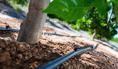 اصفهان؛ اشباع از فضای سبز، در تقلای آب