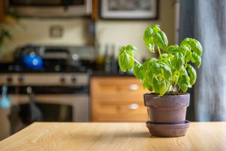 پرورش ریحان: راهنمای گام به گام کاشت در گلدان و باغچه برای برداشت ریحان تازه و معطر